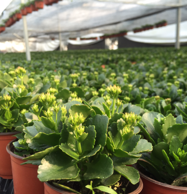 [长寿花批发]精品长寿花多种色彩单盆组盆基地直供季节性供应常年性