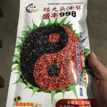 盛丰998高产矮大头油葵种子，抗倒耐盐碱出油率高抗病强