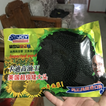 纯正美国进口超级矮大头油葵种子向日葵种子高产抗病抗倒抗旱