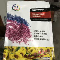 SF7777号杂交美国矮大头油用向日葵种子，矮杆油葵种子