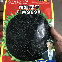 高产油葵种子榨油冠军油用向日葵种子抗病抗倒伏亩产800斤