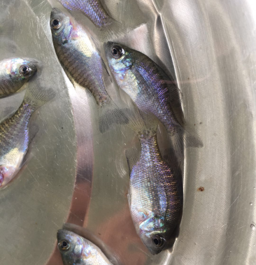 [太阳鱼批发]包邮 蓝鳃太阳鱼苗 杂交太阳鱼苗 苗场直供价格0.