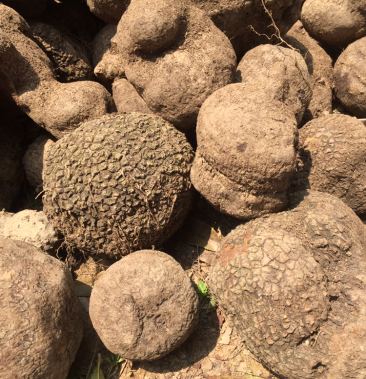 野生薯莨鲜品 3块一斤100斤起多省包邮