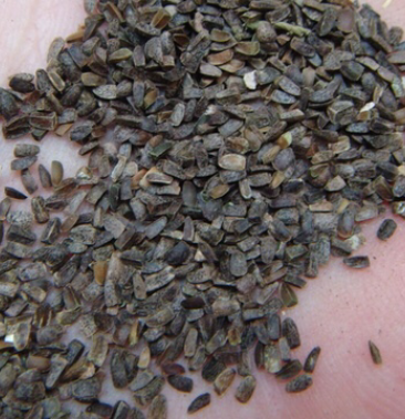 [益母草种子批发]益母草种子价格18.00元/斤 - 一亩田