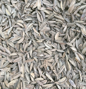 [知母种子批发]知母种子价格25.00元/斤 - 一亩田