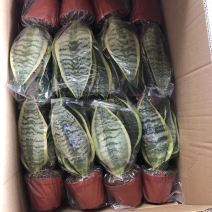 虎皮兰批发各种规格各个品种。