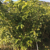 正宗海南黄花梨苗