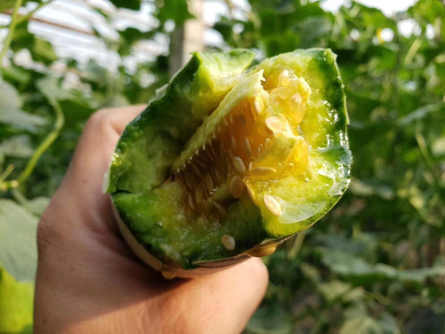 羊角蜜甜瓜被纵向剖开,清晰展现其内部结构:翠绿色半透明果肉包裹着中心腔室中的黑色细小种子,果壁厚度均匀,无明显纤维感,背景为浅色大理石台面 羊角蜜甜瓜剖面展示内部结构