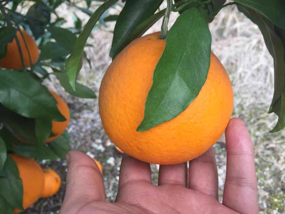 青见柑橘特写照片,展示其青绿色果皮与饱满果形 青见柑橘特写照片
