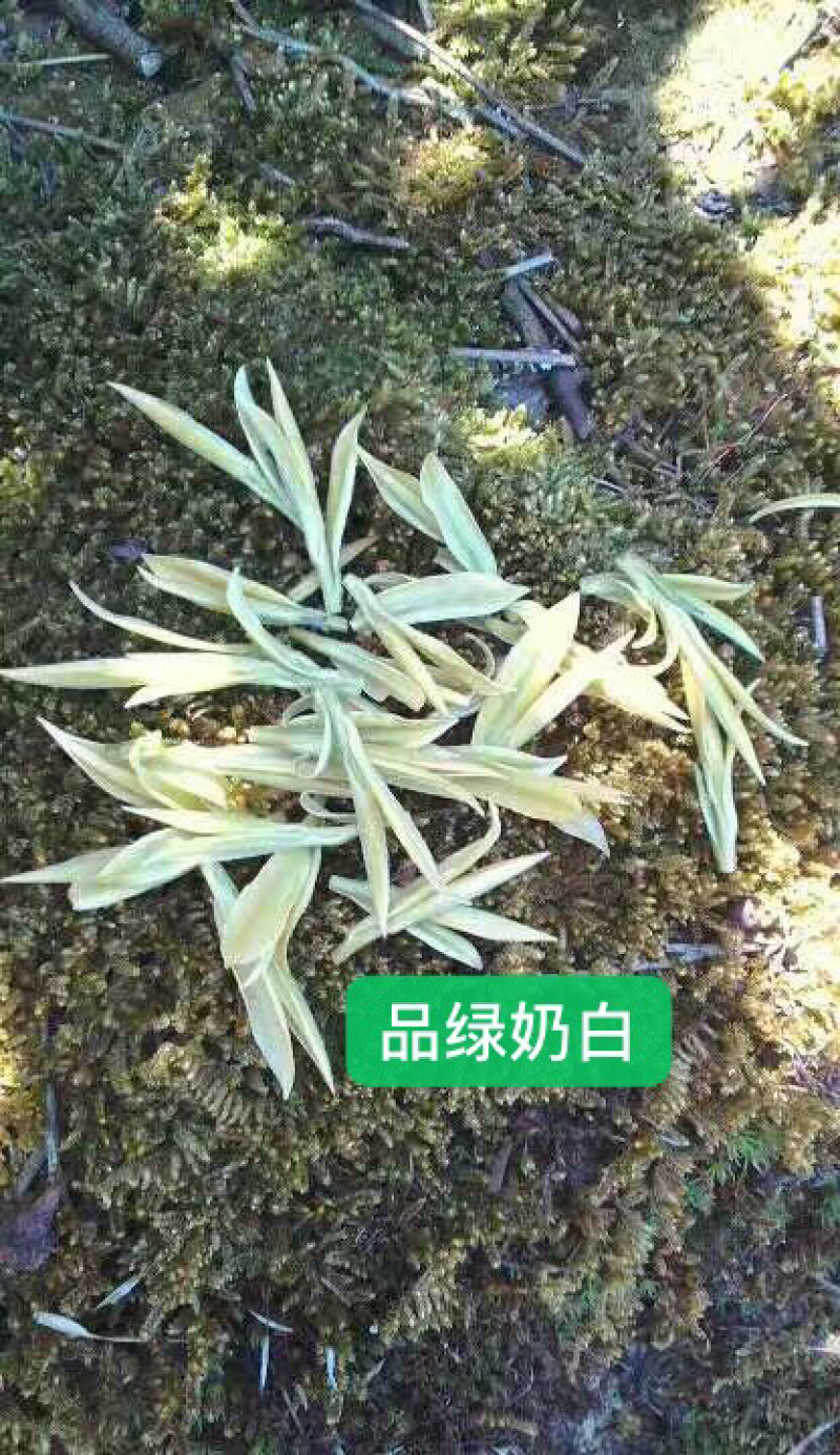 种苗奶白茶苗珍珠奶白茶苗