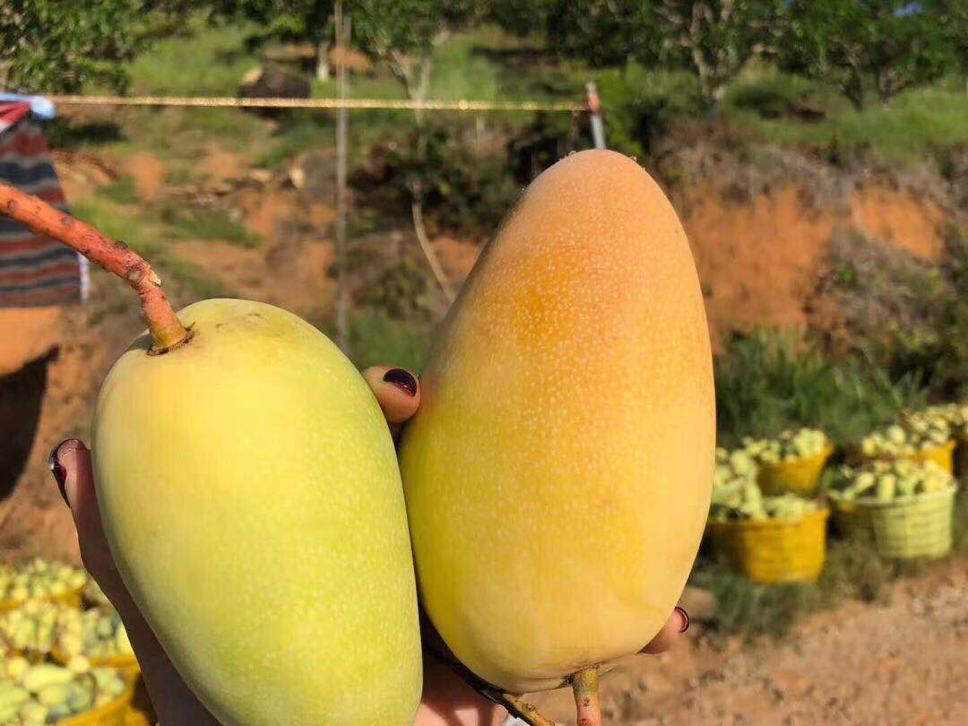 芒果果实特写