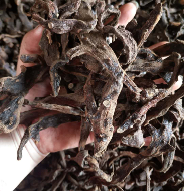 骨碎补干个子脱毛四次符合药典