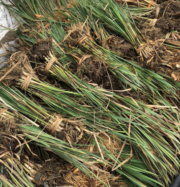 [香蒲批发]香蒲 出货了价格0.15元/棵 - 一亩田