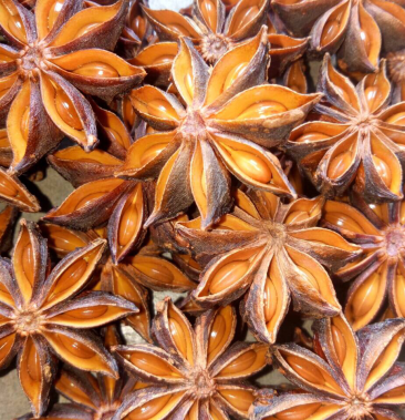 纯正广西藤县古龙大红八角