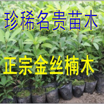 大量现货供应，珍稀名贵金丝楠苗。