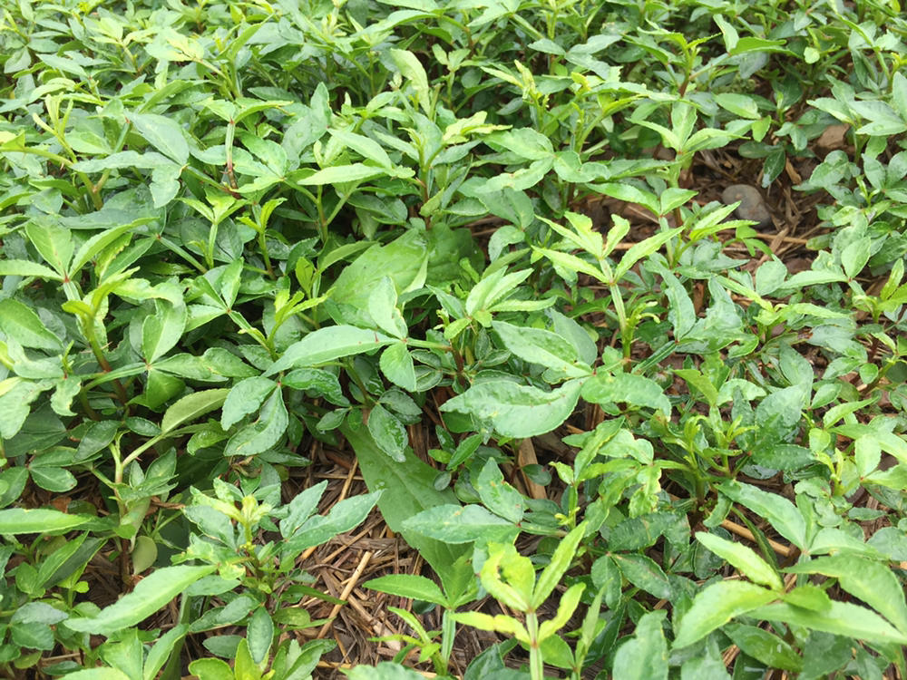 花椒夏季疏果与病害防治实景