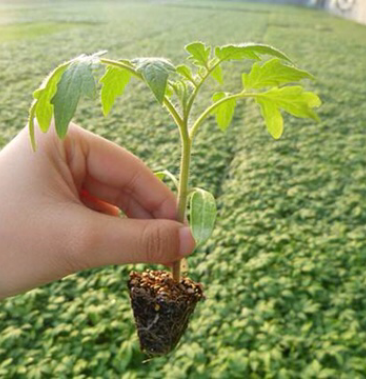 西红柿苗番茄苗量大包邮耐运输高产抗病耐旱耐涝