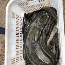 野生鲶鱼，现货大小一起有二百多斤