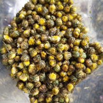 杭白菊胎菊一袋2两