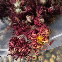 中华红菊一袋2两
