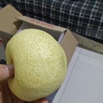 砀山梨600g以上纸箱