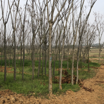 栾树3-4公分。小苗。量大。价格实惠。湖北货源。欢迎咨询