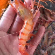 鲜美，爽囗海红虾挑去虾线，