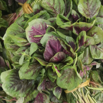 自产自销基地种植大面积苋菜、量大从优