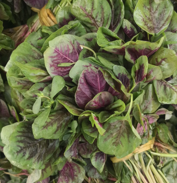 自产自销基地种植大面积苋菜量大从优