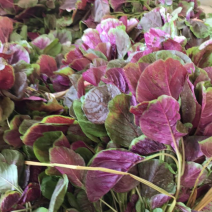 大棚种植基地苋菜！量大从优！精品红叶苋菜