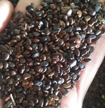 [刺槐种子批发]刺槐种子价格14.00元/棵 - 一亩田