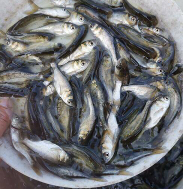 大头鱼苗花鲢苗提供优质的鱼苗