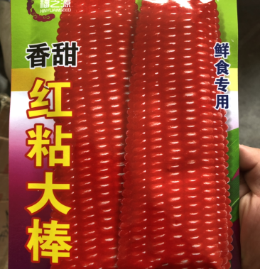红粘大棒玉米种子 红色香糯玉米种子