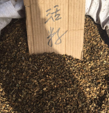 [羌活种子批发]羌活种籽价格25.00元/公斤 - 一亩田