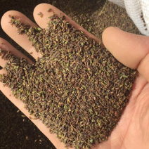 红柴胡种籽出苗率高的很