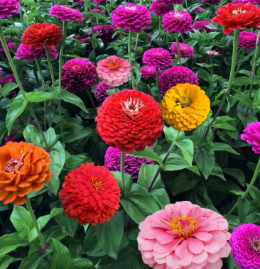 百日草花种籽子矮杆混色重瓣百日菊种子四季易活花种子盆栽花