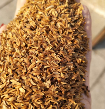 [连翘种子批发]东北连翘种子价格350.00元/斤 - 一亩田