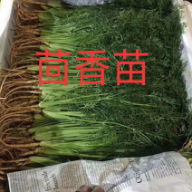 茴香苗