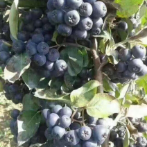 黑果花楸