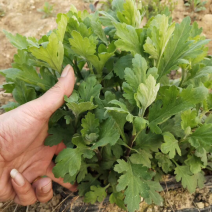 金丝皇菊幼苗菊花苗秋菊秋菊苗贡菊
