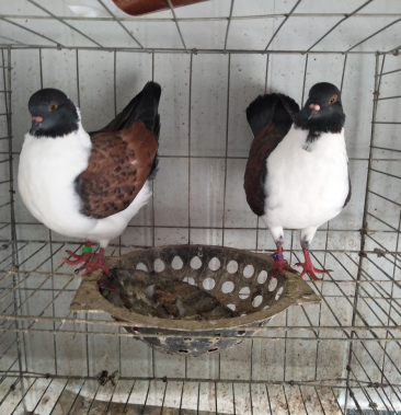 [玩赏鸽批发]摩登那观赏鸽价格600.00元/斤 - 一亩田