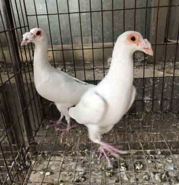 [玩赏鸽批发]观赏鸽开花大鼻子价格400.00元/斤 - 一亩田