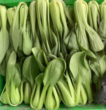 上海常见青菜种类图片