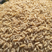 燕麦米