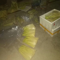 淮安今年新鲜嫩芽蒲菜，真空保鲜，各位老板赶紧来联系我啊
