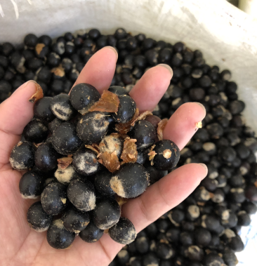 无患子种子无患子树种子肥皂树种子