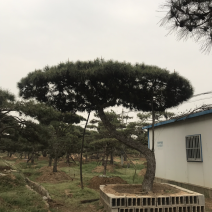 造型松