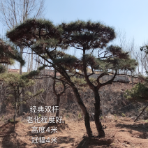 造型松