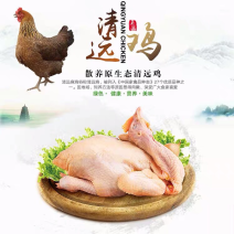 （现杀现发）正宗清远鸡冰鲜出货，整只装