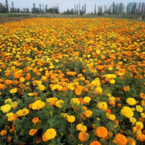 万寿菊种子菊花种子四季易活混色臭芙蓉花种籽子驱蚊盆栽种籽